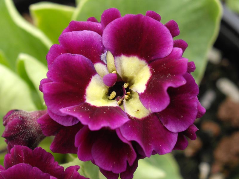 Primula x pubescens 'Doublet' photo